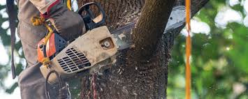 Best Tree and Shrub Care  in Kingston, WA