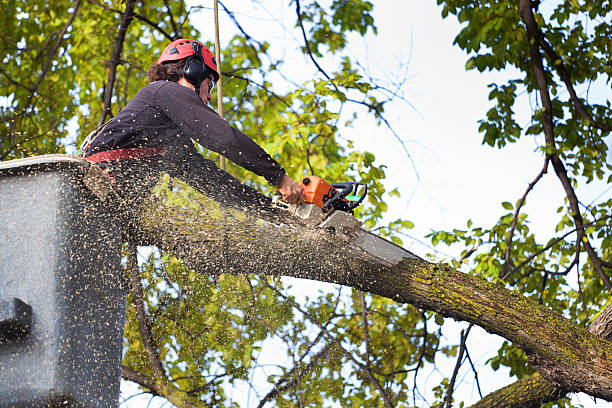 Best Tree Cabling and Bracing  in Kingston, WA